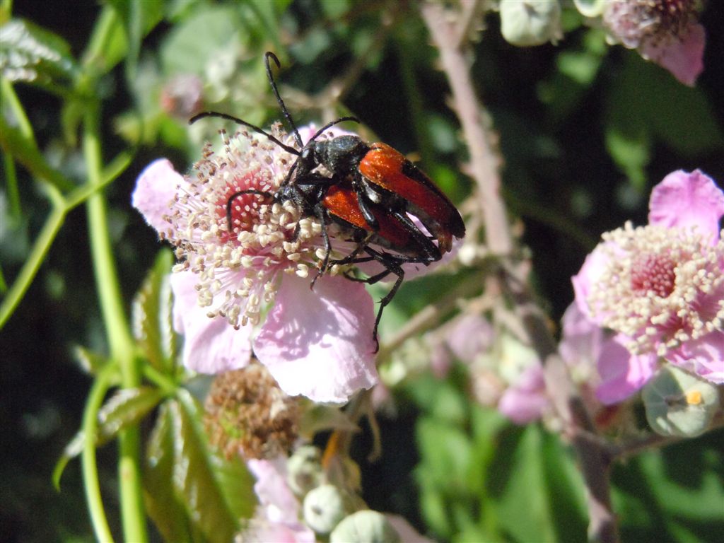 Stictoleptura cordigera accoppiamento